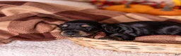 Miniature Dachshund dogs for sale: Casper - Ad 4