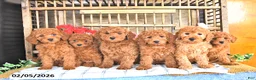 Mini Goldendoodle dogs for sale: Sparky - Ad 5