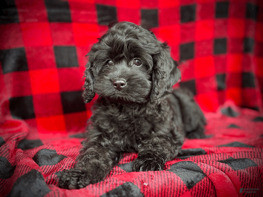Cockapoo dogs for sale: Cider - Ad 2