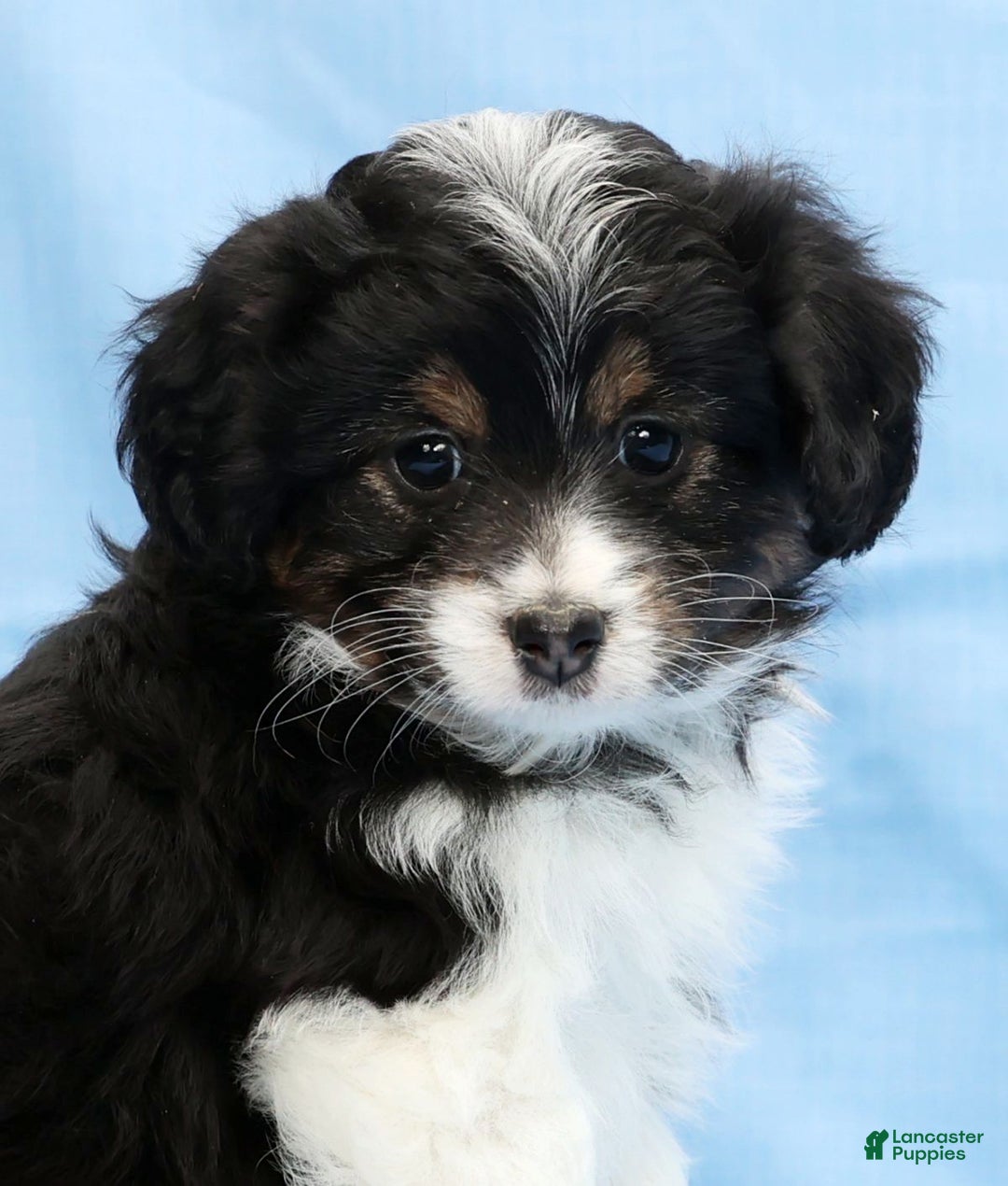 Mini Aussiedoodle dogs for sale: West - Ad 9