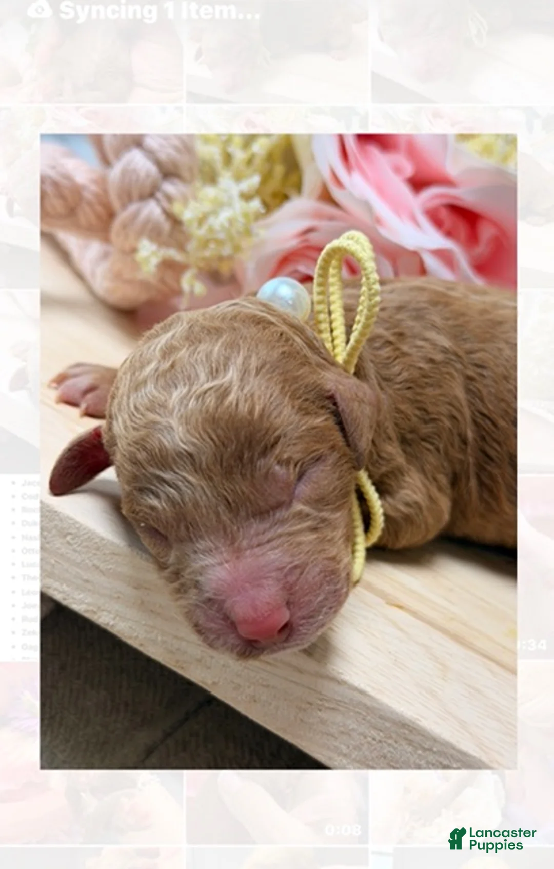 Standard Poodle dogs for sale: Mila - Ad 2