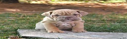 English Bulldog dogs for sale: Flinn - Ad 3