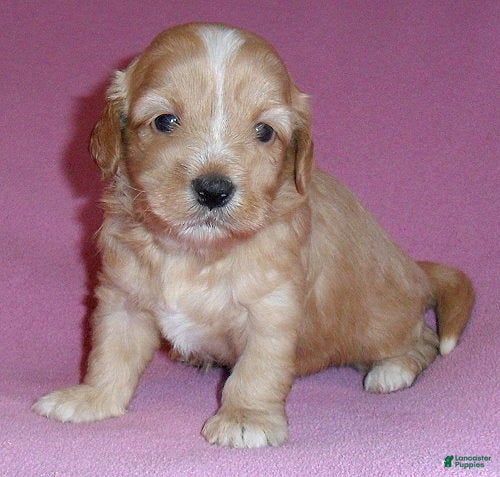 Shihpoo dogs Punkin - Ad 1