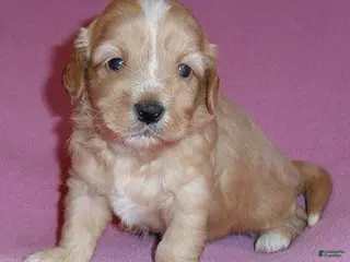 Shihpoo dogs for sale: Punkin - Ad 2