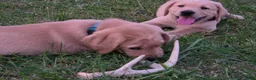 Labrador Retriever dogs for sale: Meet Your New Best Friend! Beautiful Yellow Male Labrador Retriever Puppies Available 💛 - Ad 32