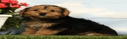 Yorkshire Terrier dogs for sale: Liam - Ad 3