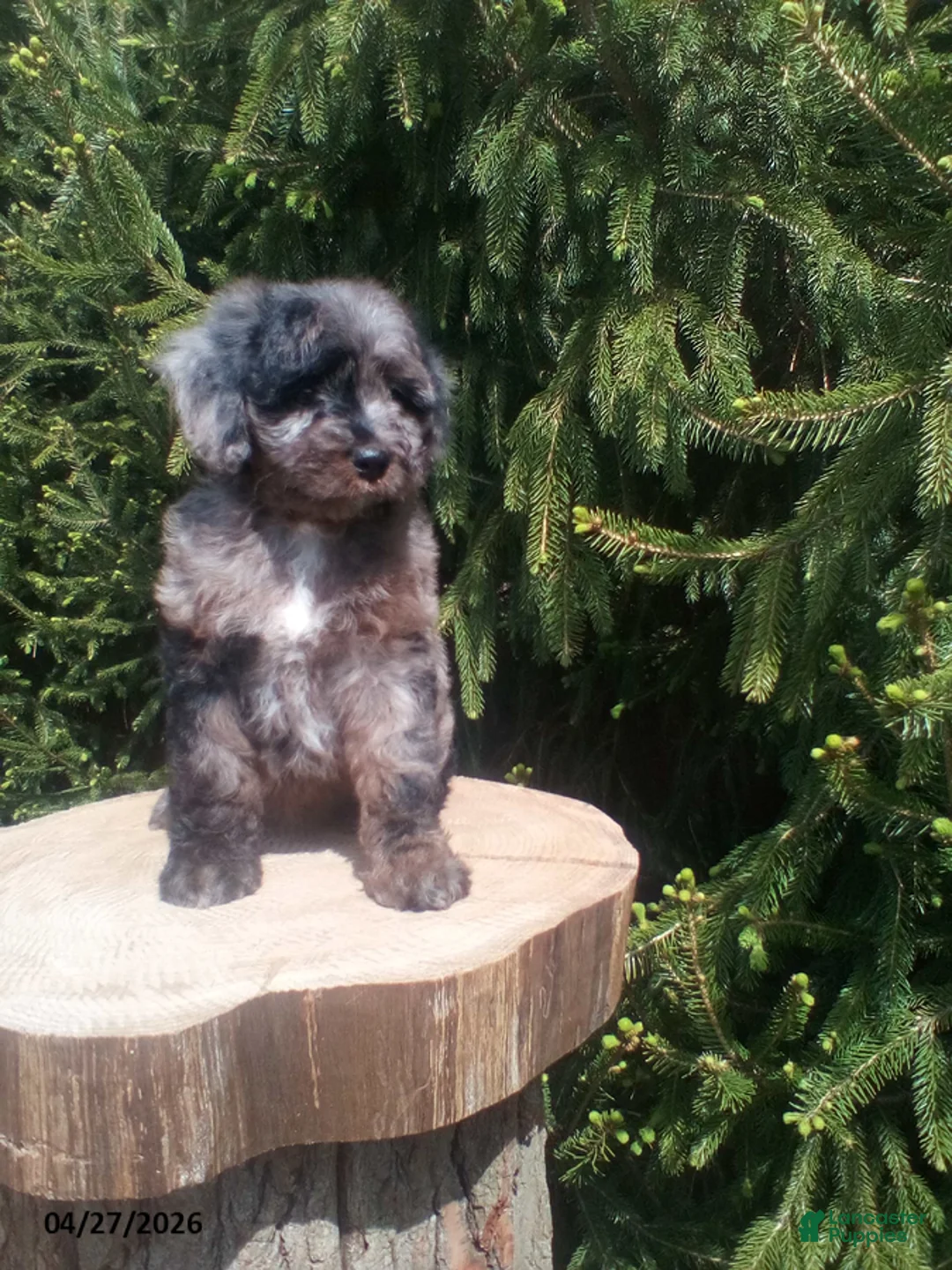 Cockapoo dogs for sale: Tammy - Ad 1