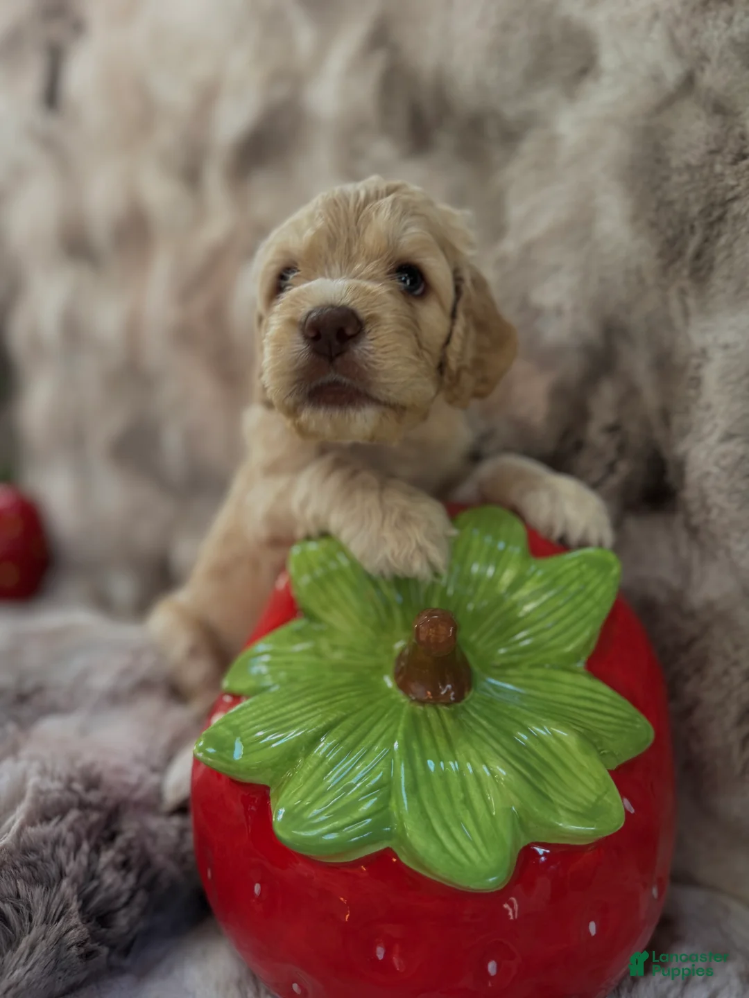 Cockapoo dogs for sale: Cockapoo Puppy 1 - Ad 3