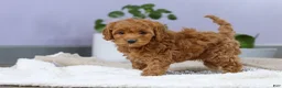 Cockapoo dogs for sale: Luca - Ad 11