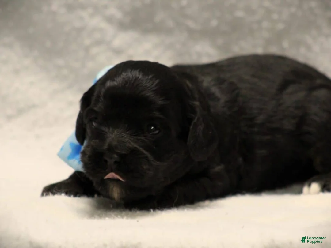 Cavapoo dogs for sale: Emerson - Ad 2