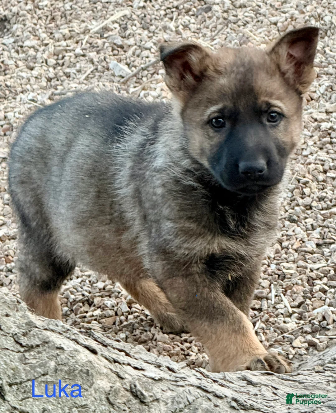 German Shepherd dogs for sale: Luka - Ad 1