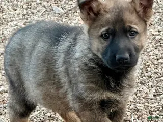 German Shepherd dogs Luka - Ad 21