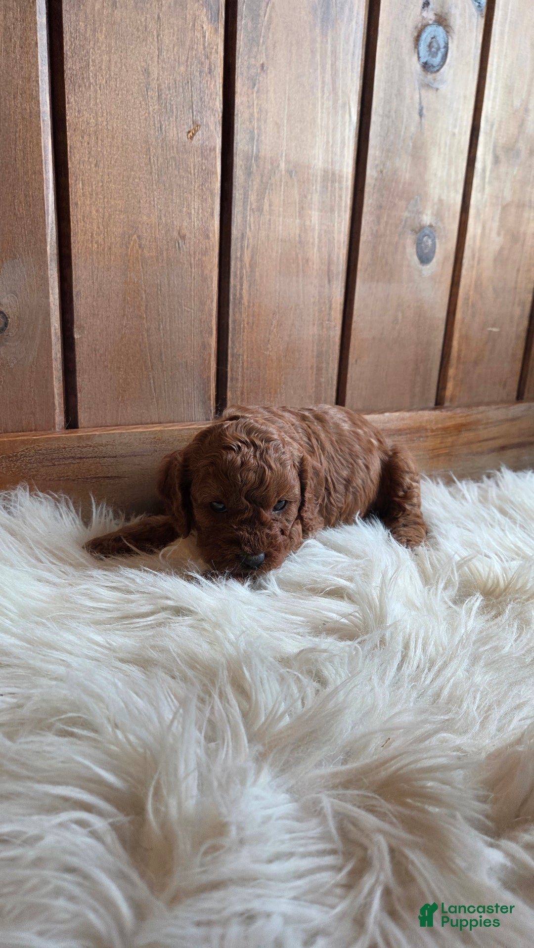Cavapoo dogs for sale: Milo - Ad 3