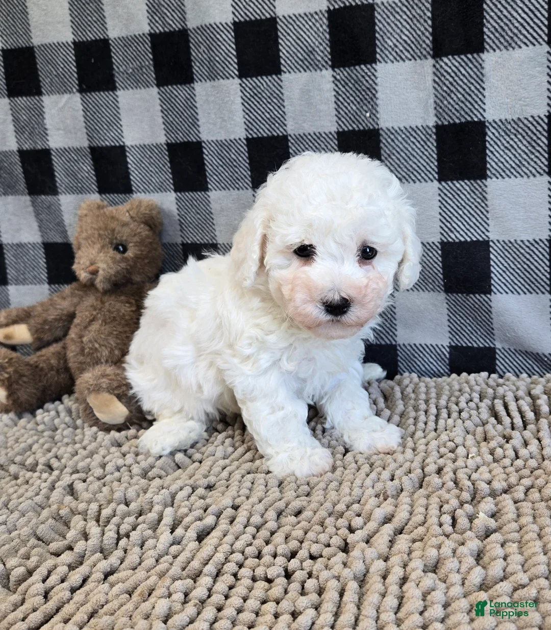 Bichon Frise dogs for sale: Bruce - Ad 6