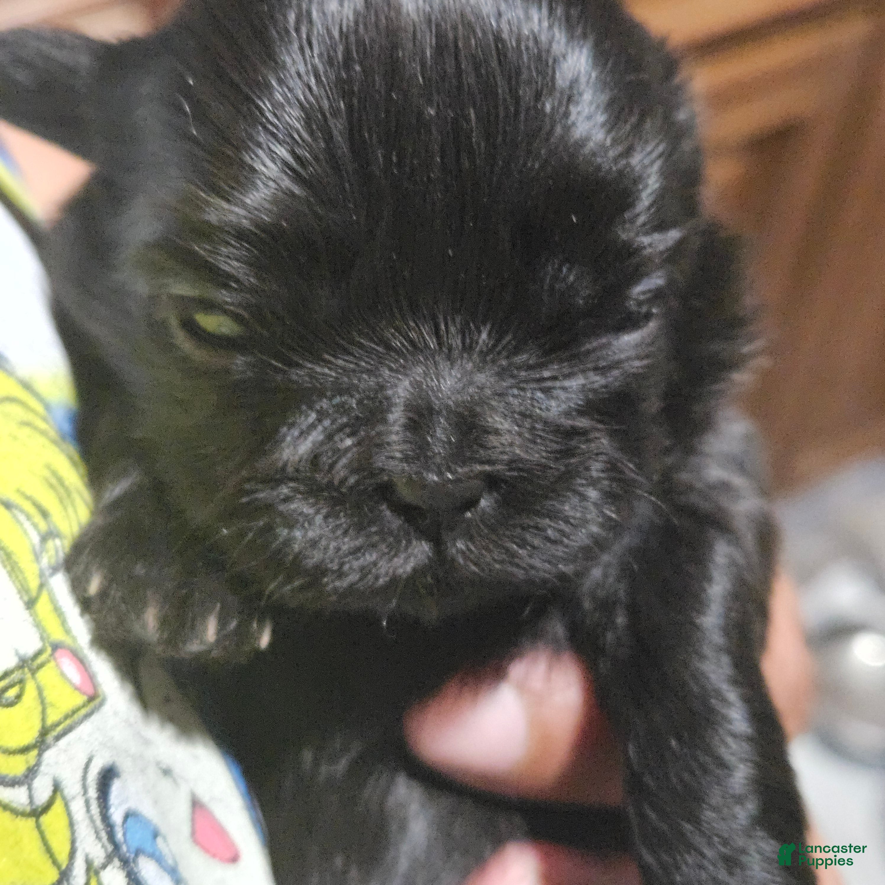 Shih Tzu dogs for sale: Brittany  - Ad 1