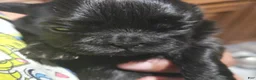 Shih Tzu dogs for sale: Brittany  - Ad 1