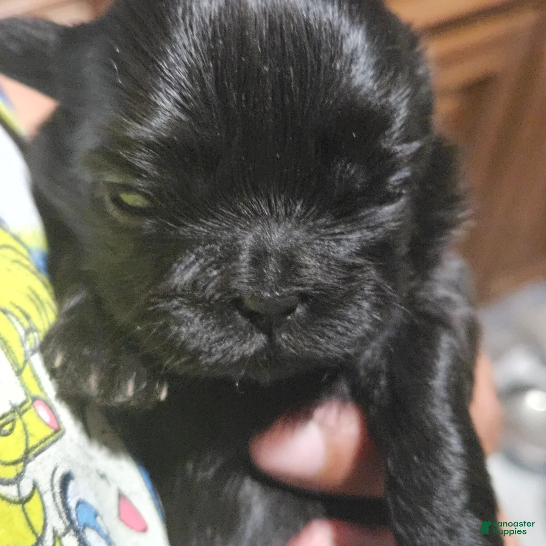 Shih Tzu dogs for sale: Brittany  - Ad 1
