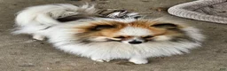 Pomeranian dogs for sale: Holly - Ad 6