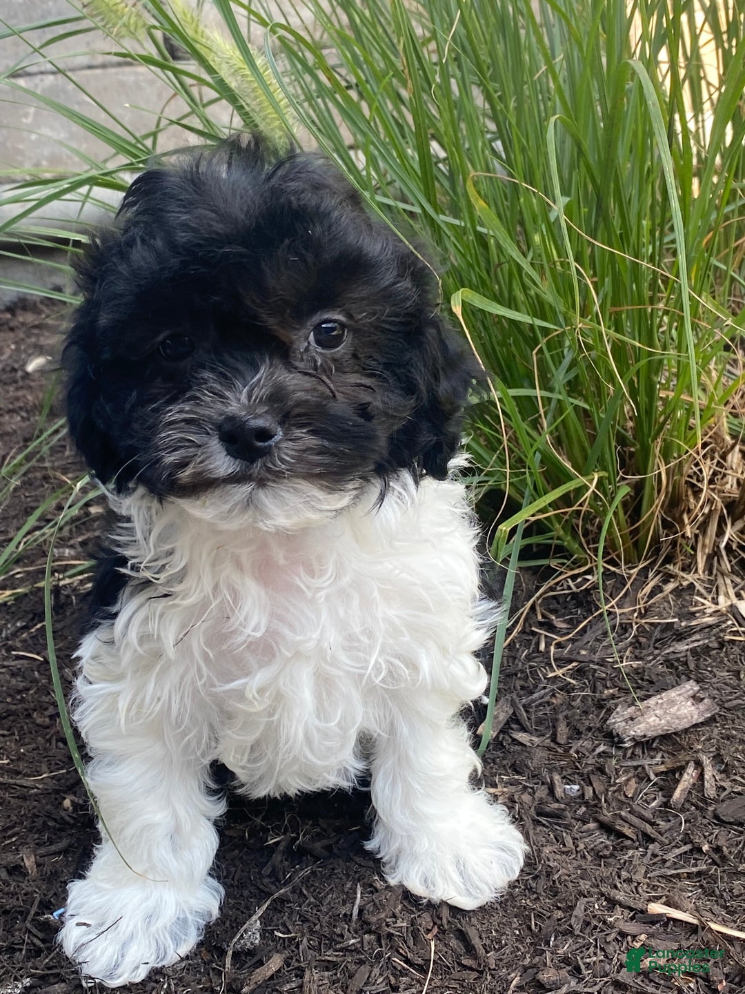 Havanese dogs for sale: Holly  - Ad 4