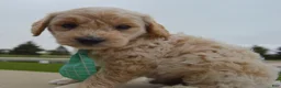 Mini Goldendoodle dogs for sale: Mini George - Ad 8