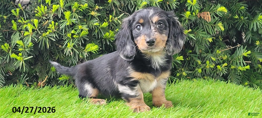 Miniature Dachshund dogs Princess - Ad 1