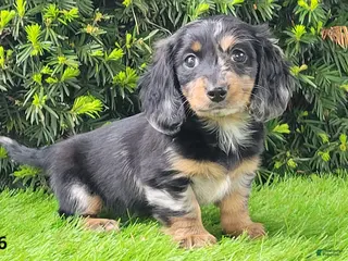 Miniature Dachshund dogs for sale: Princess - Ad 3