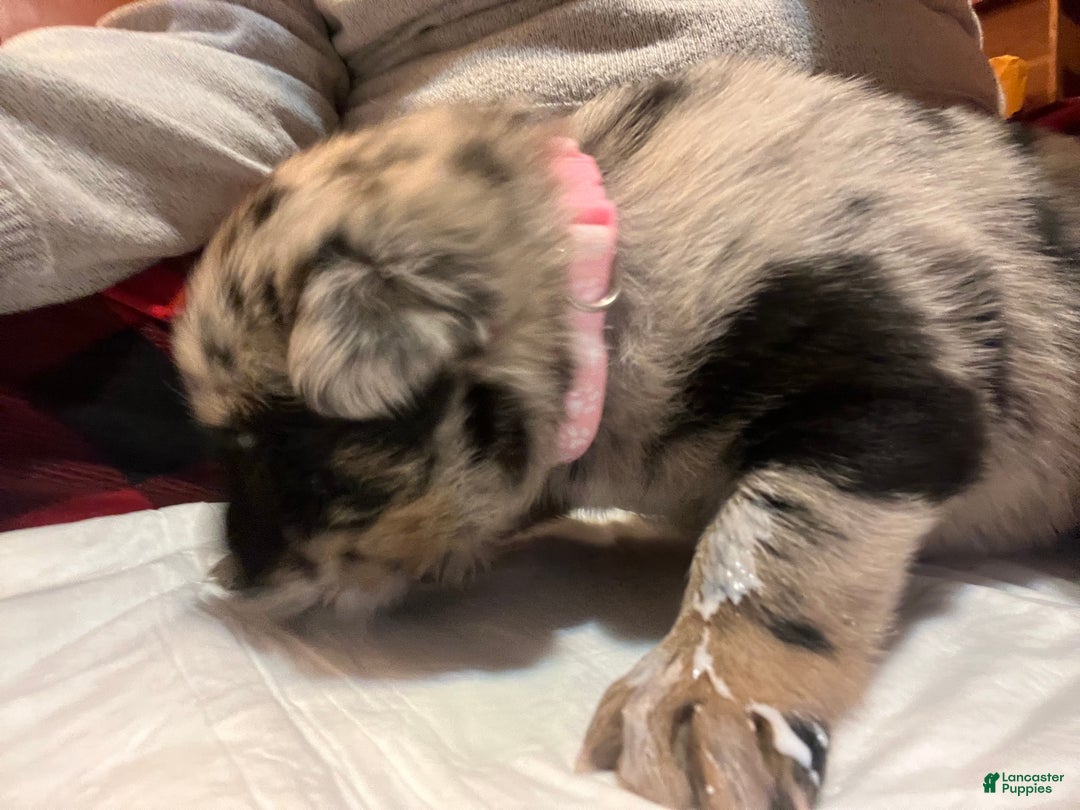 Mixed Breed dogs for sale: Mixed Breed Puppy 6 - Ad 2