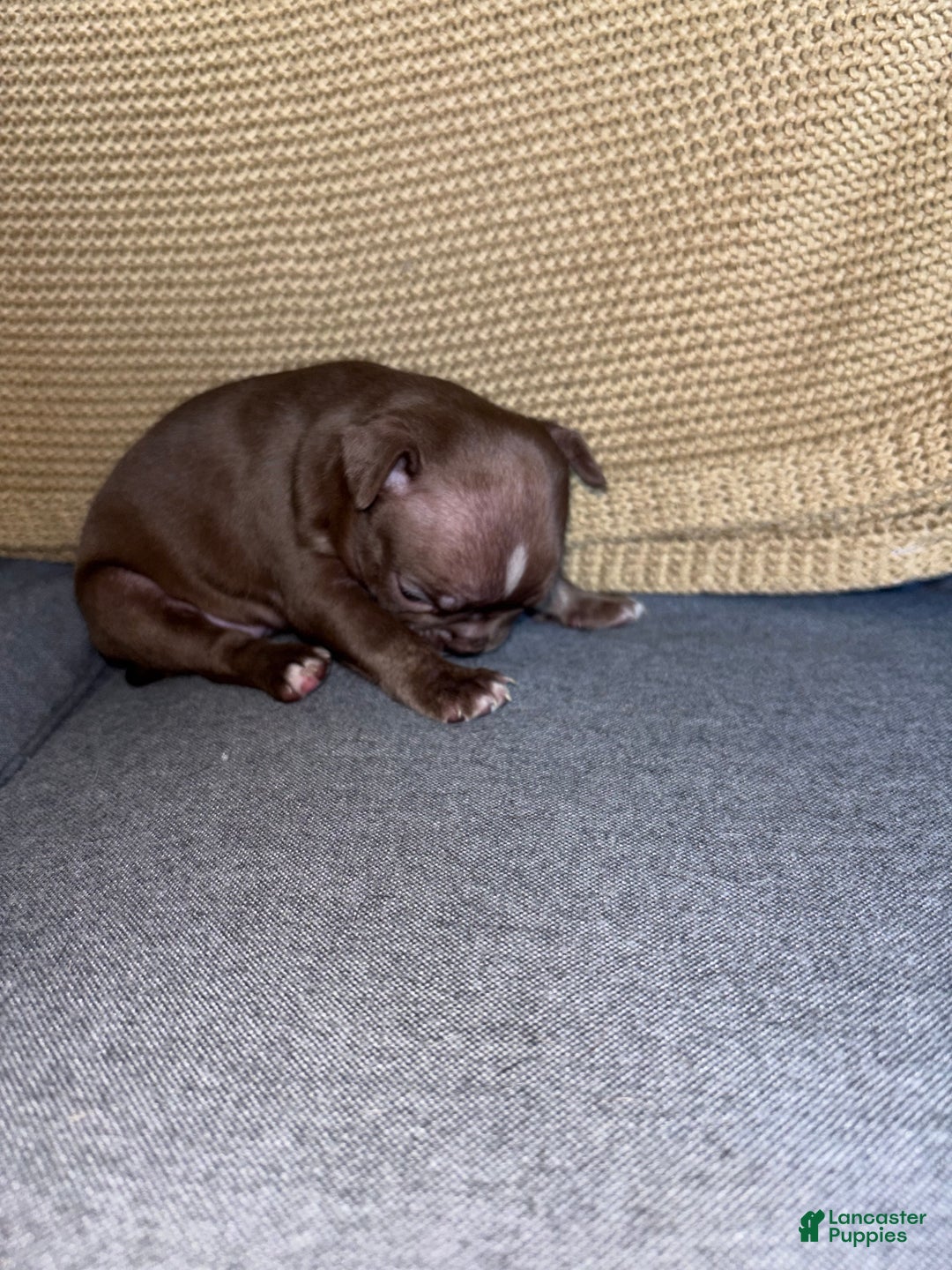 Frenchton dogs for sale: Miracle - Ad 4