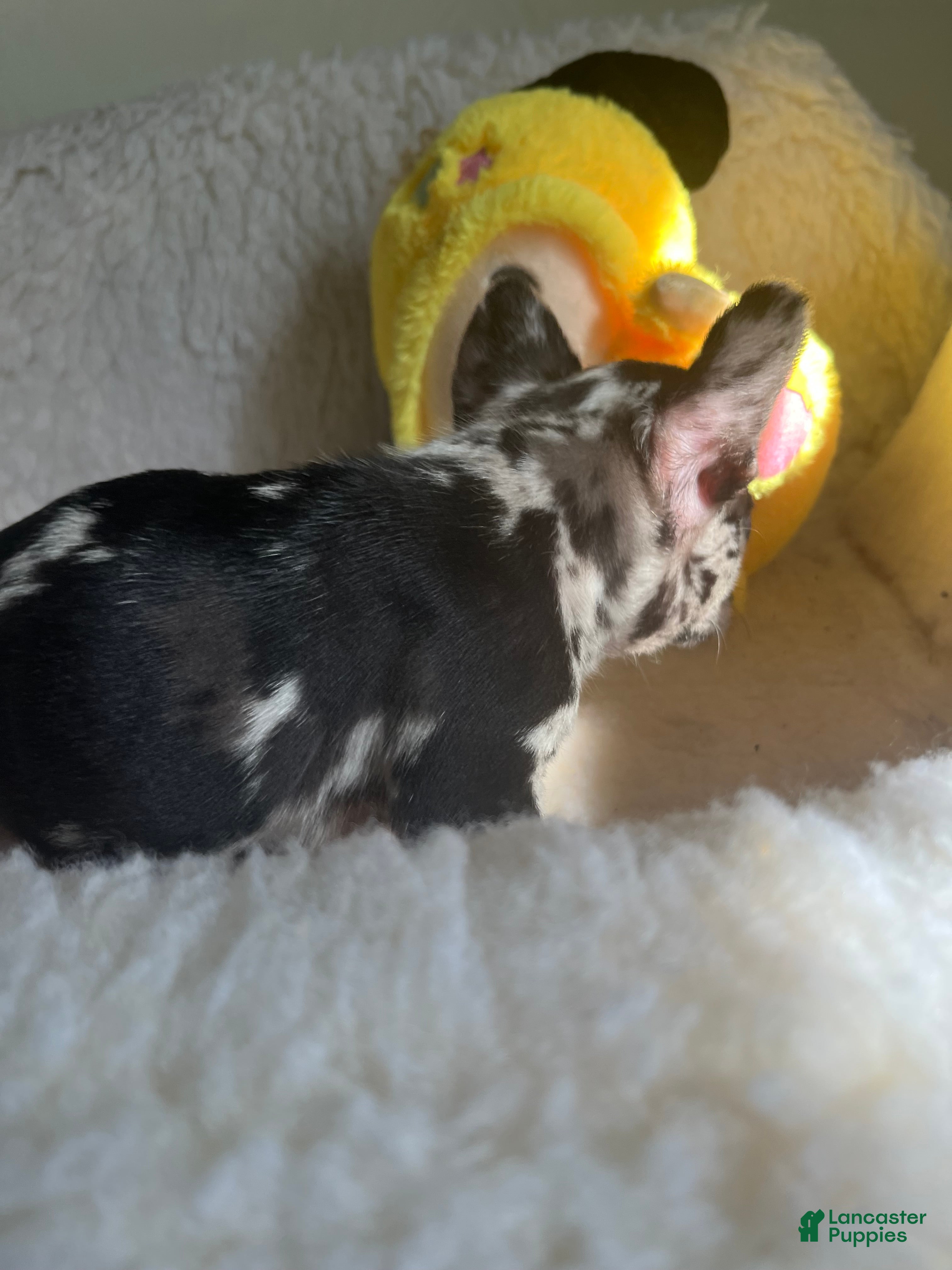 French Bulldog dogs French Bulldog Puppy 1 - Ad 25