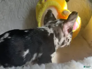 French Bulldog dogs French Bulldog Puppy 1 - Ad 25