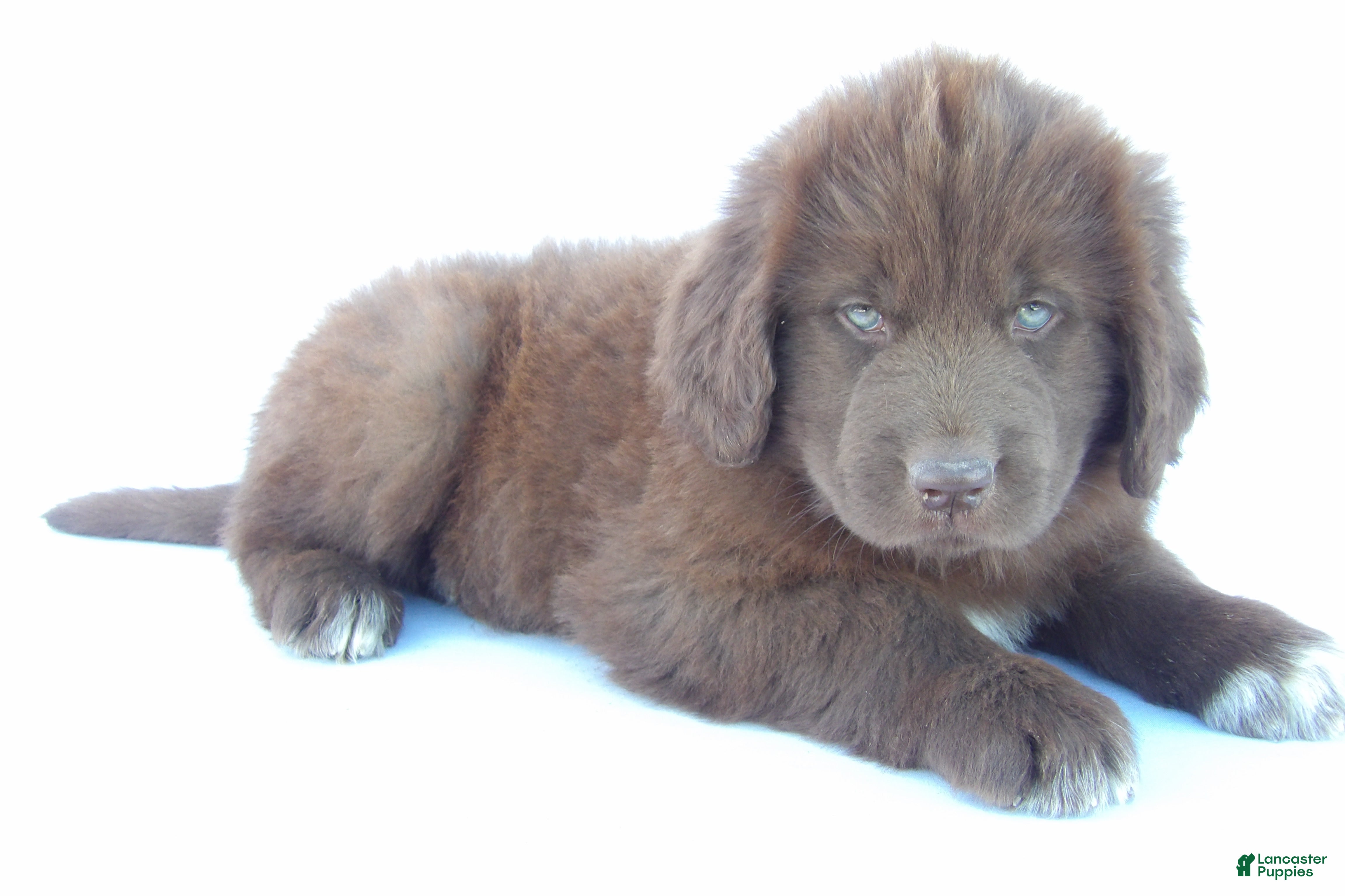 Newfoundland dogs for sale: Jane - Ad 2