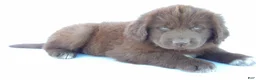 Newfoundland dogs for sale: Jane - Ad 2
