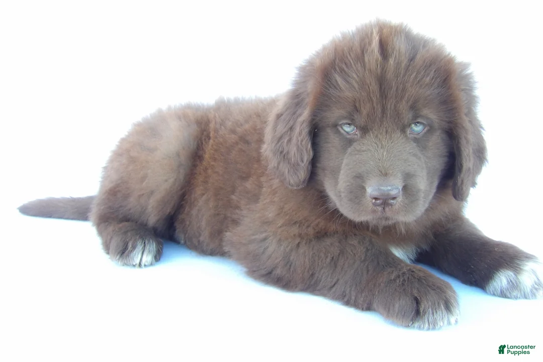 Newfoundland dogs for sale: Jane - Ad 2