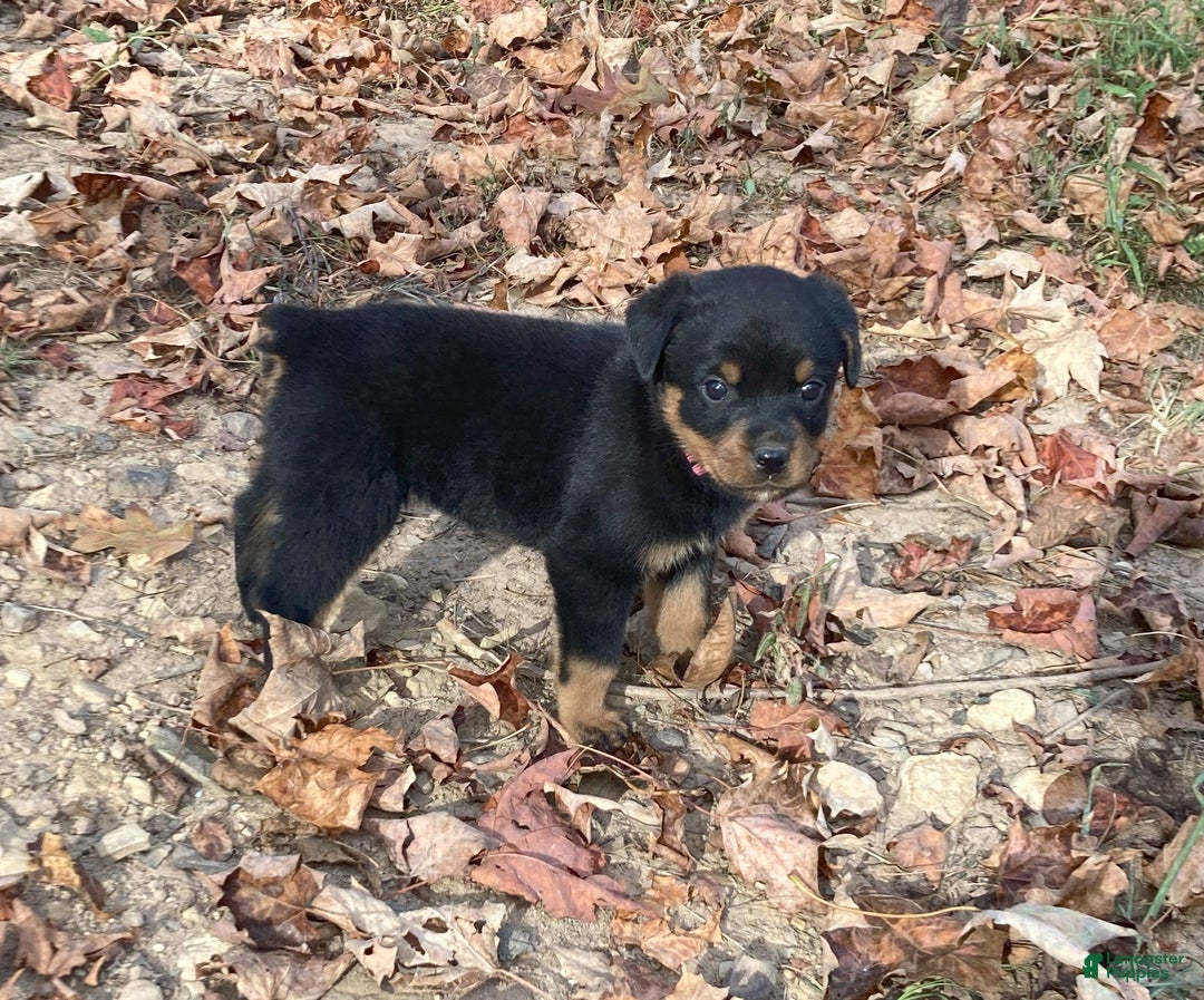 Rottweiler dogs for sale: Holly - Ad 13