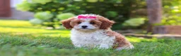 Cavapoo dogs for sale: Lilly - Ad 3
