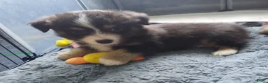 Chipmunk