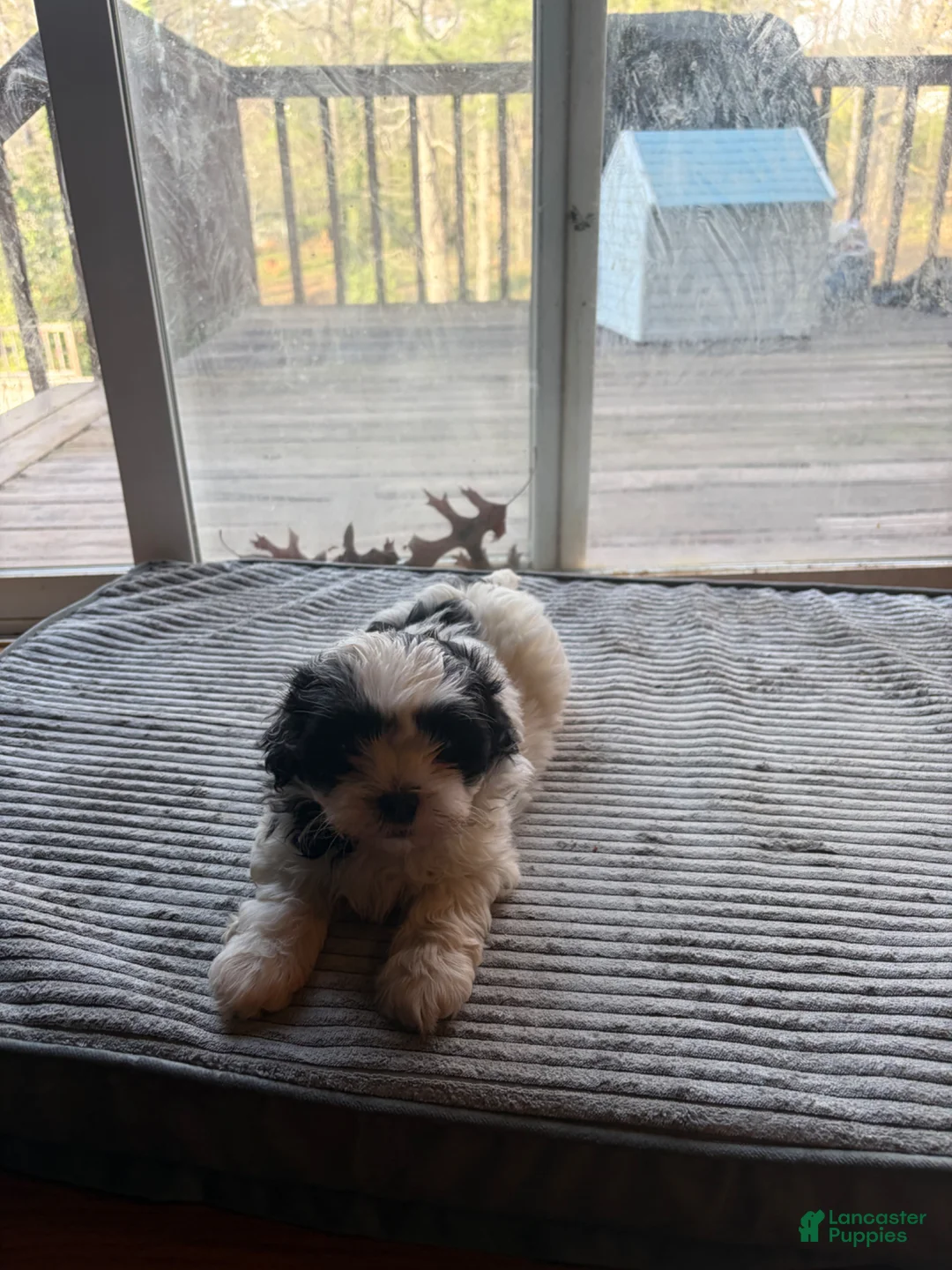 Mixed Breed dogs for sale: Marshmallow  - Ad 2