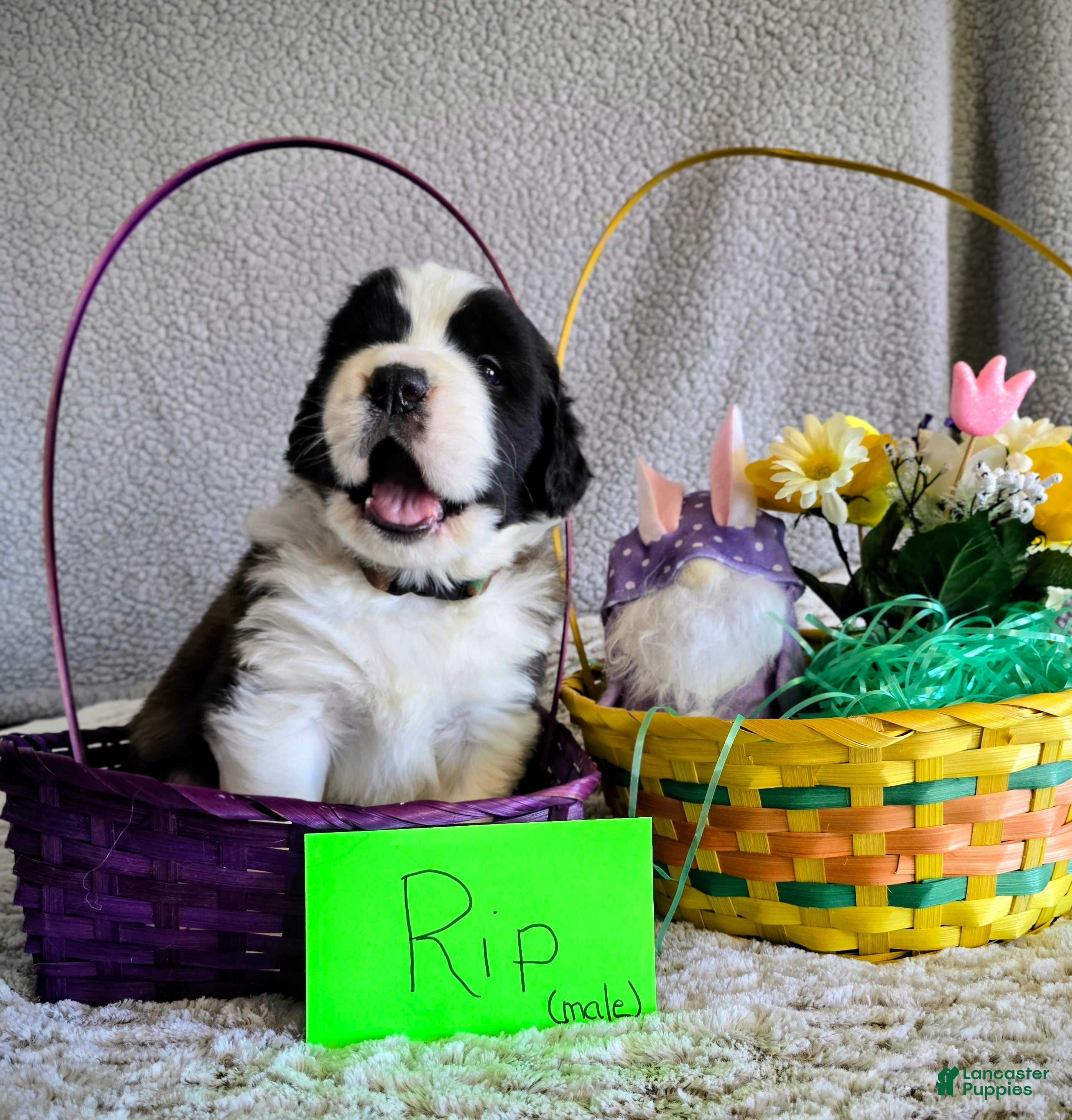 Saint Bernard dogs Southwest Male - Ad 42