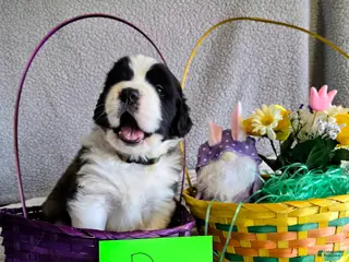 Saint Bernard dogs Southwest Male - Ad 42