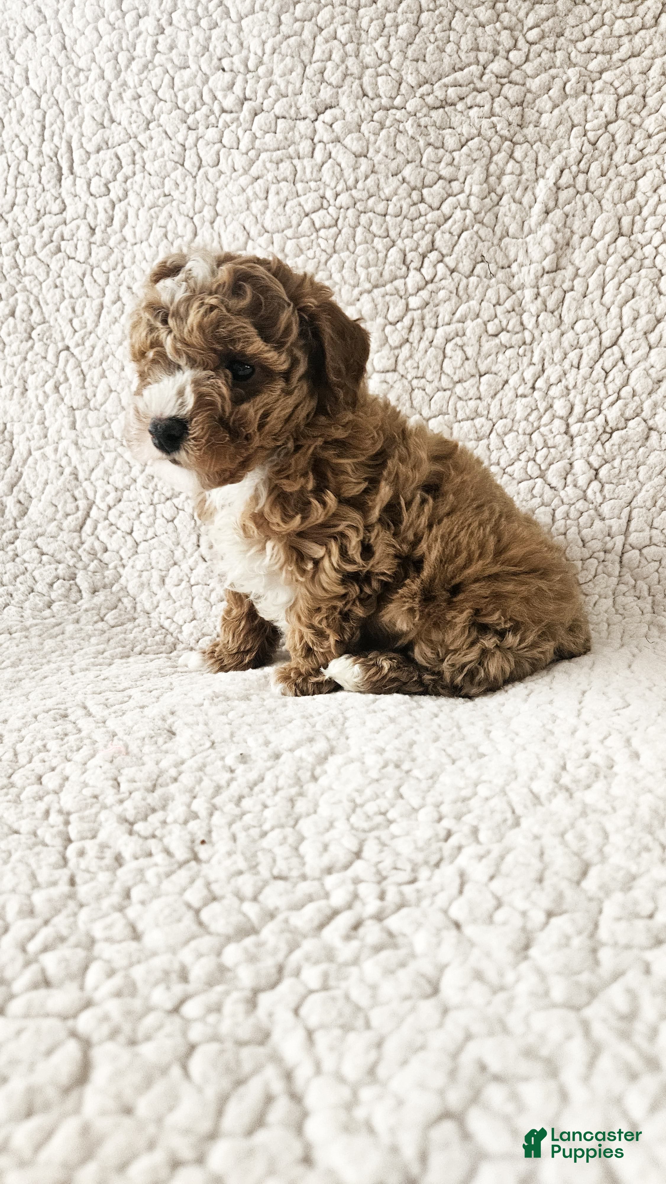 Toy Poodle dogs Jasper  - Ad 1