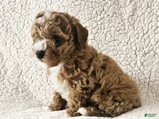 Toy Poodle dogs for sale: Jasper - Ad 4