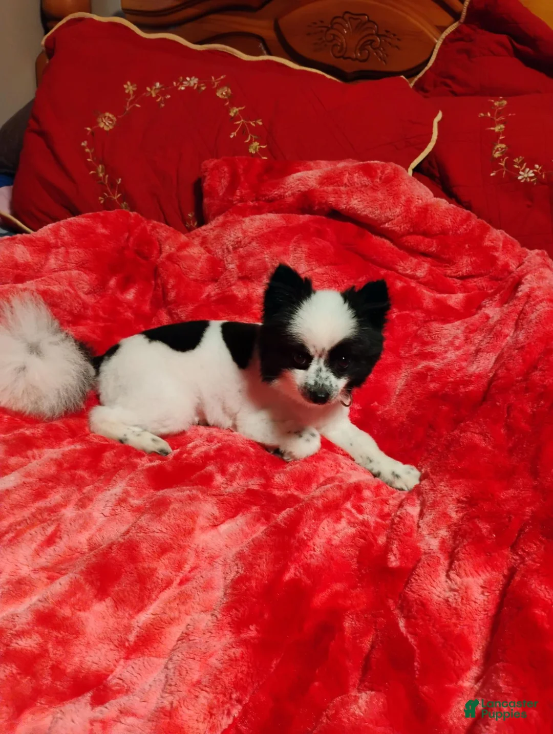 Pomeranian dogs for sale: Pomeranian 4 - Ad 2