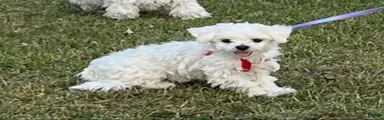 Bella Jr