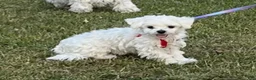 Maltese dogs for sale: Bella Jr - Ad 1