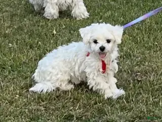 Maltese dogs Bella Jr - Ad 4