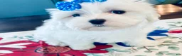 Maltese dogs for sale: Little Bailley - Ad 2