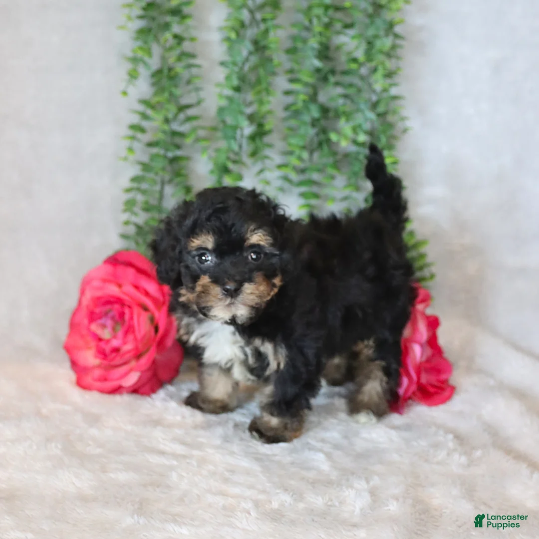 Havapoo dogs for sale: Lolly - Ad 5