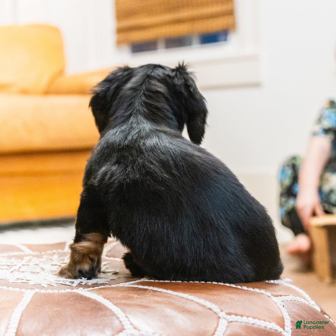 Miniature Dachshund dogs for sale: Karla - Ad 4