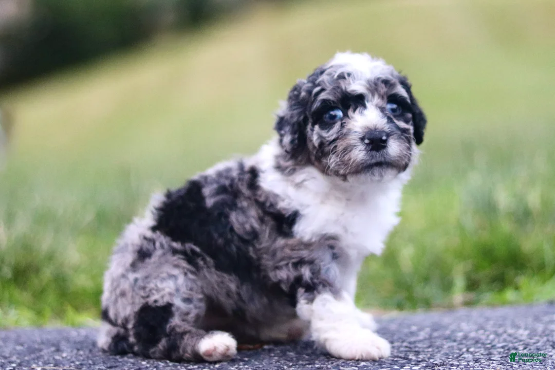 Mini Bernedoodle dogs for sale: Goldie - Ad 1