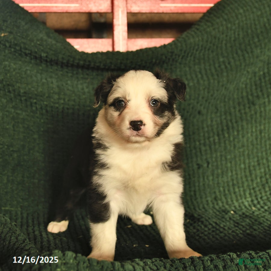Australian Shepherd dogs Carli  - Ad 7